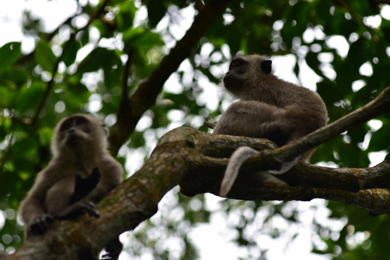 Pulai Spring Resort Kampung Kangkar Pulai Zewnętrze zdjęcie
